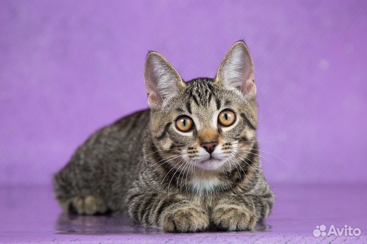 Котик,фенотип бенгальской кошки Тошка, 4 мес в дар