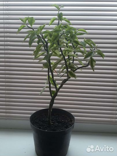 Кротон, крассула, педилантус, фикус, сансевиерия