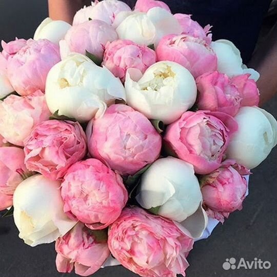 Пионы в наличии
