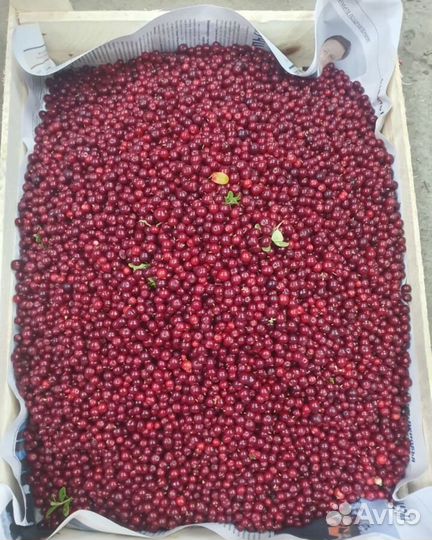 Клюква свежая оптом