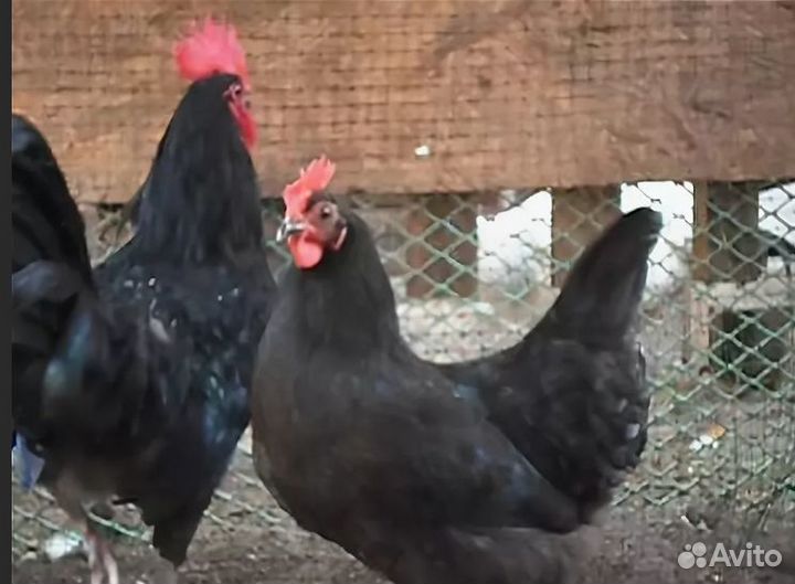 Куры и Цыплята