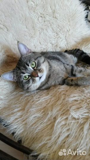 Еська ищет ответственную семью