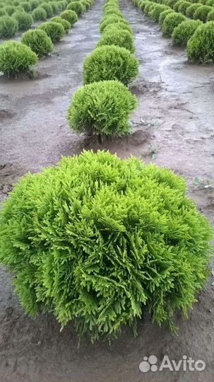 Туя шаровидная (Даника)