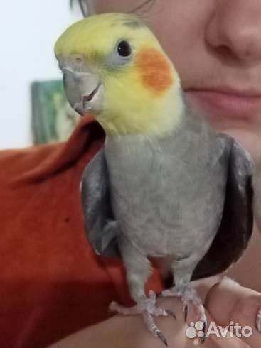 Попугай корелла самец