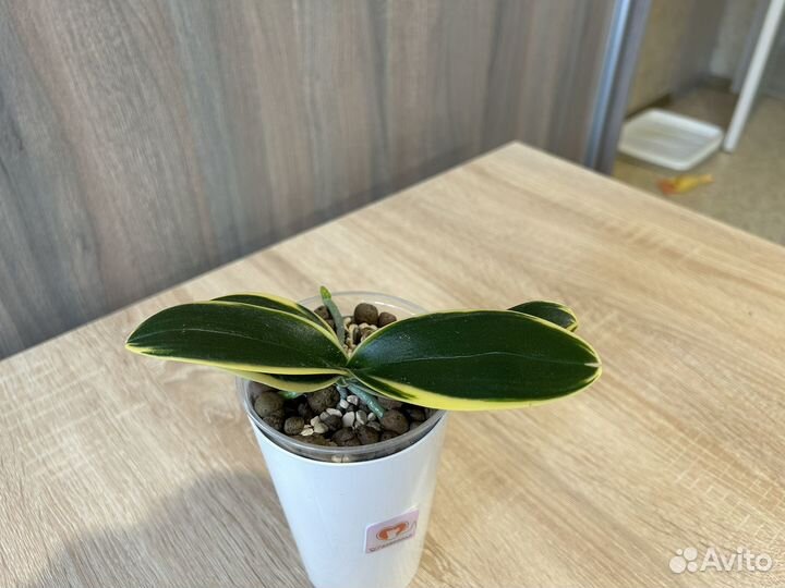 Орхидея фаленопсис вариегатная Сого Вивьен