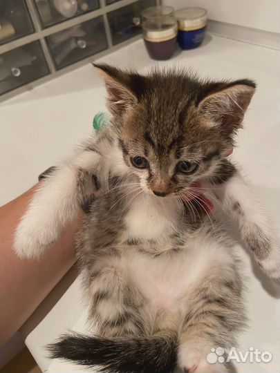 Котята в добрые руеи