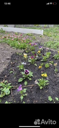 Растения цветы для сада