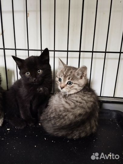 Котята мальчики в добрые ручки