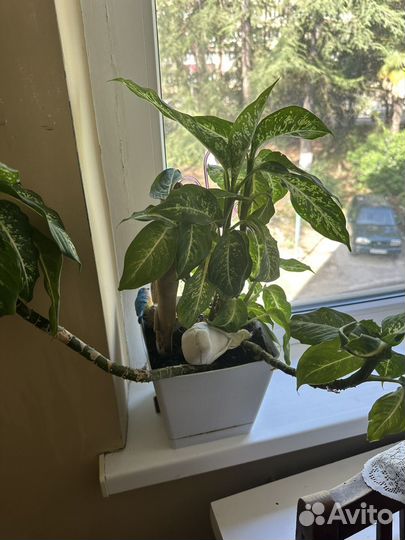 Комнатные цветы