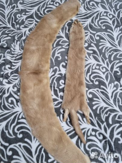 Шкурка норки