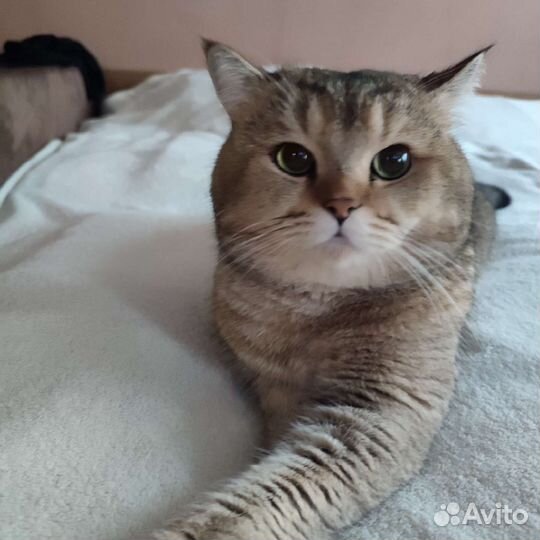 Шотландский кот