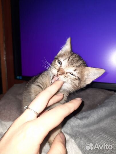 Котенок мальчик