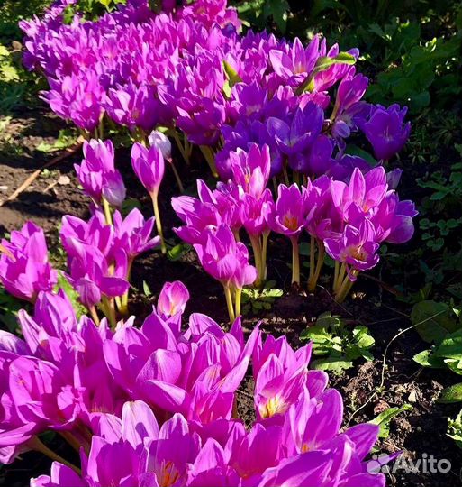 Безвременник.осенний крокус.Растения для сада