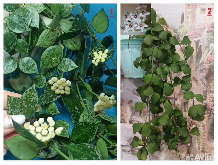 Хойи на срез A-B-C-H-I-K-L-M-N-P-V Хойя