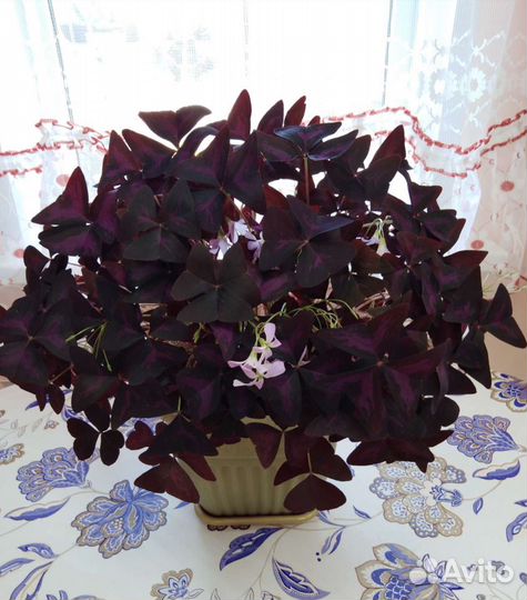 Комнатные цветы