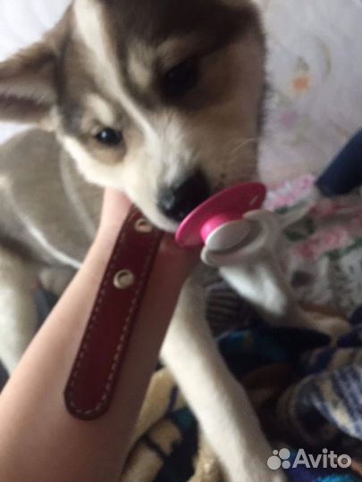 Передержка животных