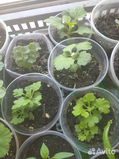 Хризантемы мультифлора