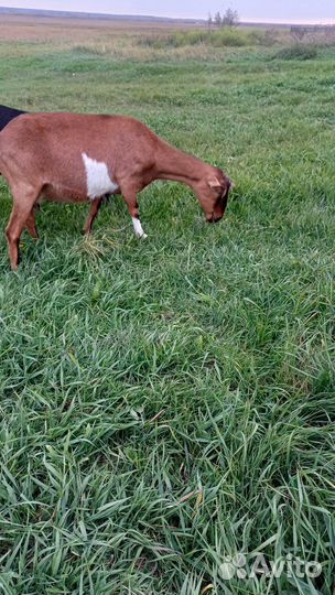 Коза молодая