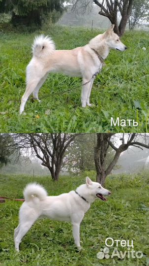 Западно сибирская лайка