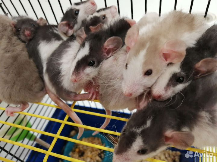 Крысята крыски Дамбо рекс крысы