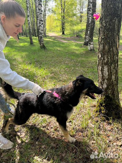 Собака в добрые руки