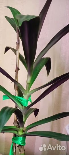 Дендробиум