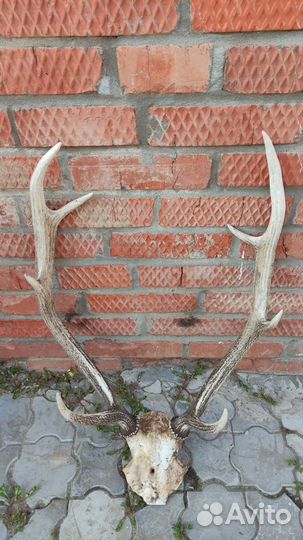 Рога оленьи