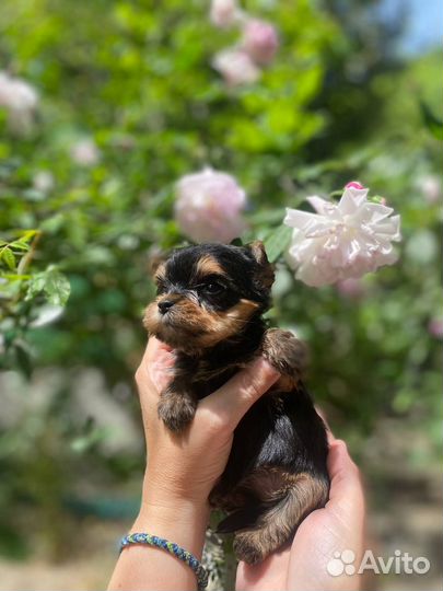 Йоркширский терьер