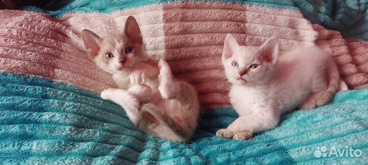 Донской сфинкс котята