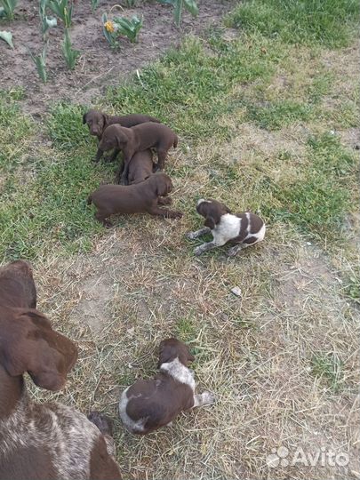 Щенки курцхаара