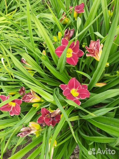 Лилейники, флокс растопыренный