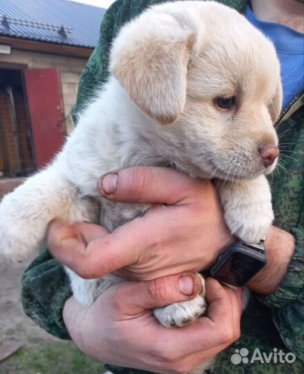 Щенок в добрые руки бесплатно