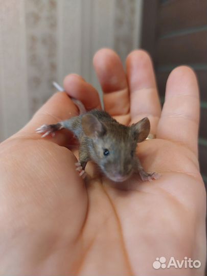 Мышки малышки. Есть клетки