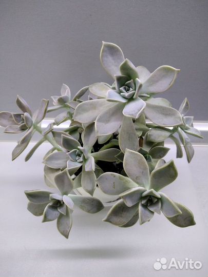 Сукулент Граптопеталум Парагвайский