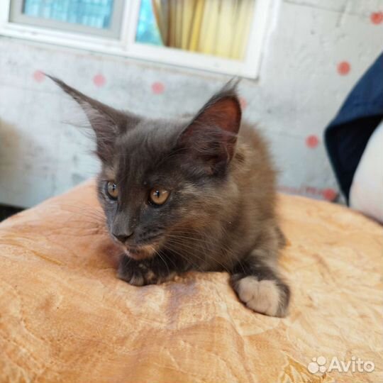 Котята мейн-кун