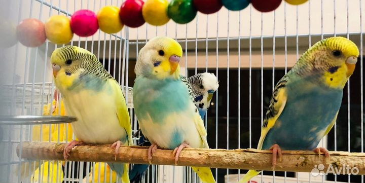 Волнистый попугай