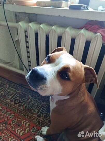 Амстафф щенки