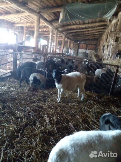 Баранчики дорпер