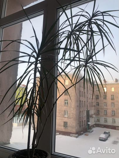 Комнатные цветы драцена