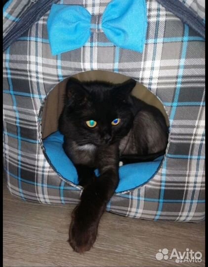Отдаём котика в добрые руки