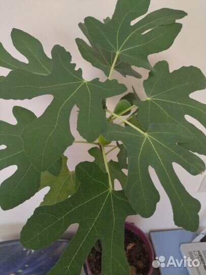 Фикус Карика домашний 300