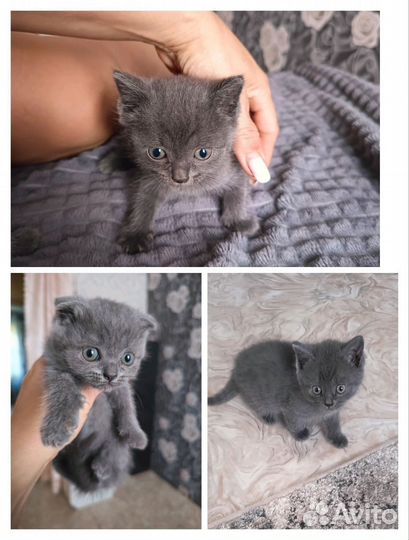 Продам Шотландских котят