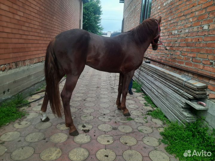 Лошадь жеребец