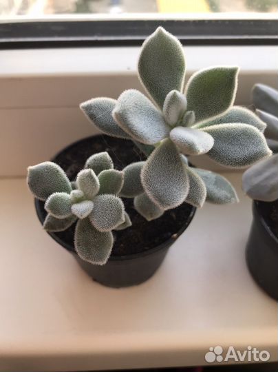 Суккуленты для флорариума