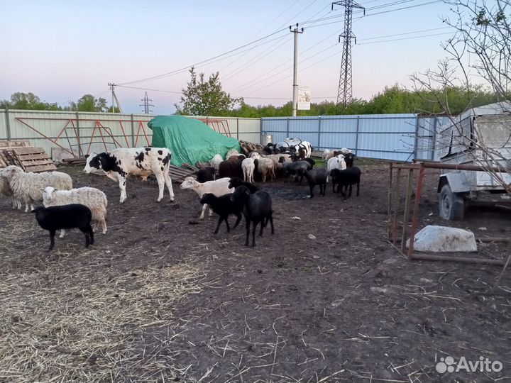 Овцы бараны