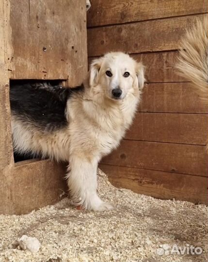 Очаровательная Ванесса ищет добрые ручки