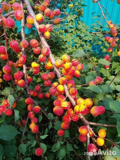 Абрикос саженцы