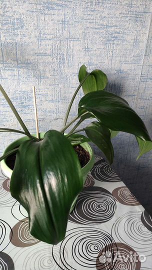 Эухарис амазонская лилия