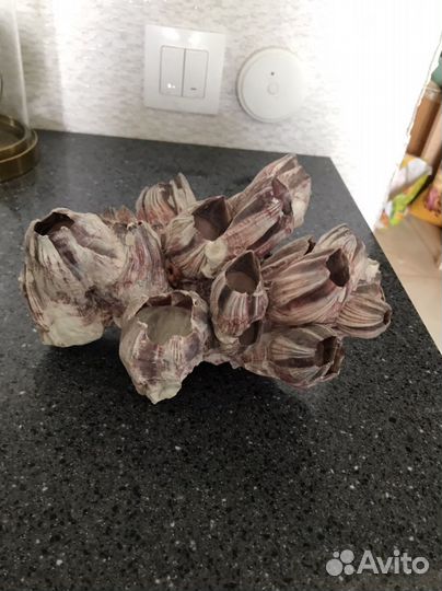 Ракушка-каралы