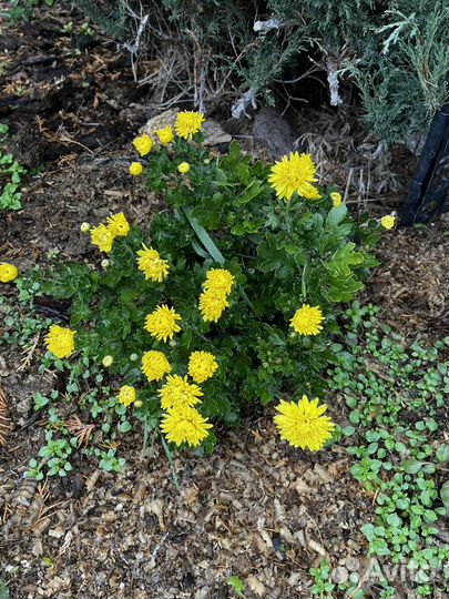 Многолетники садовые